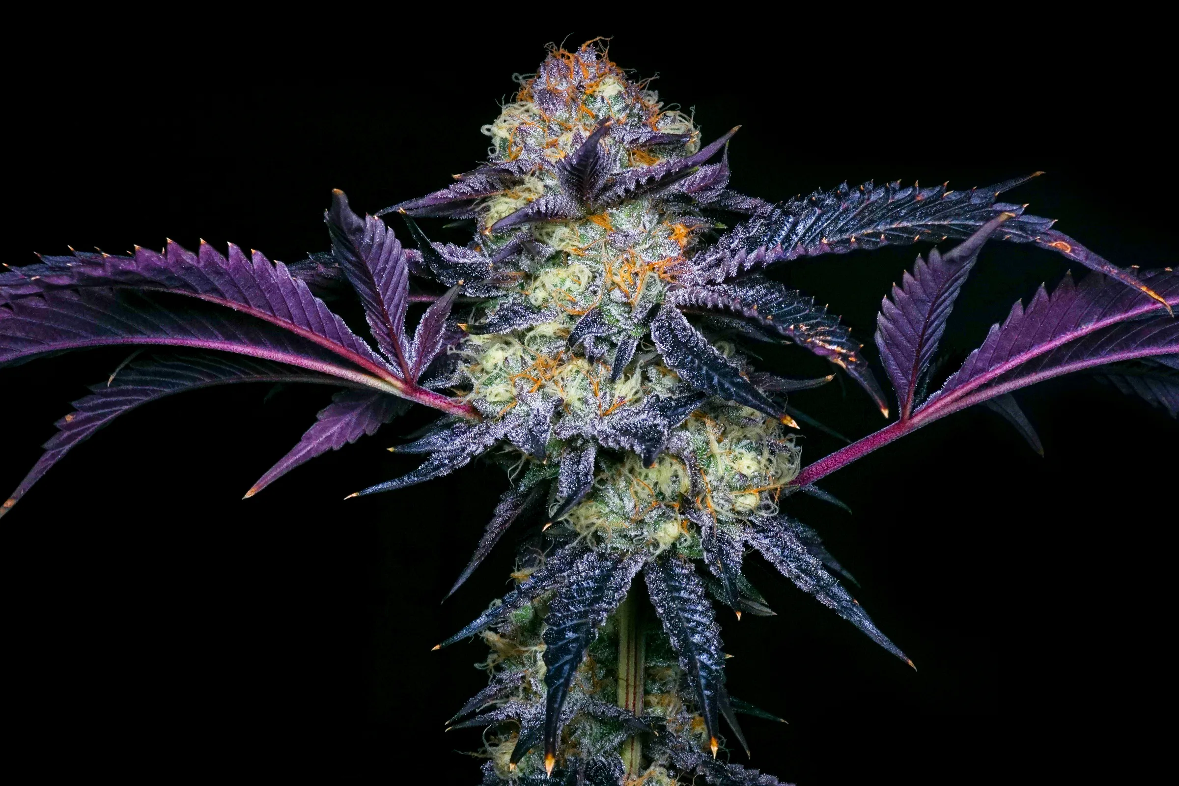 Cannabis flower on display